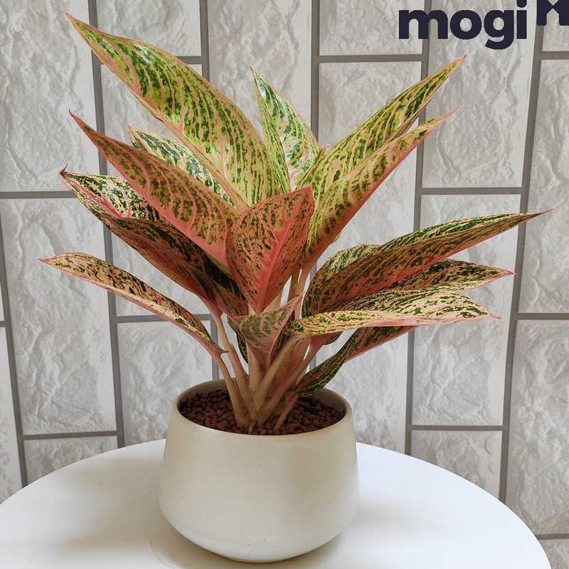 Cây thủy sinh hợp mệnh Thổ - Mang đến may mắn, tài lộc và sự thịnh vượng 1 Cây thủy sinh hợp mệnh Thổ - Mang đến may mắn, tài lộc và sự thịnh vượng