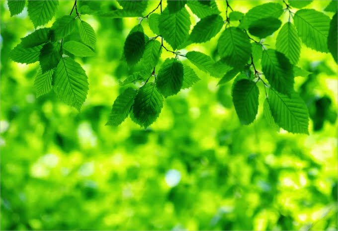 Cây thủy sinh hợp mệnh Thổ - Mang đến may mắn, tài lộc và sự thịnh vượng 2 Cây thủy sinh hợp mệnh Thổ - Mang đến may mắn, tài lộc và sự thịnh vượng