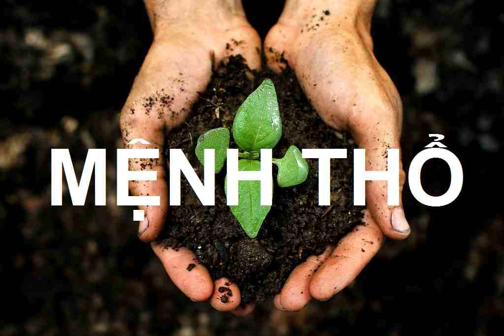 Cây thủy sinh hợp mệnh Thổ - Mang đến may mắn, tài lộc và sự thịnh vượng 3 Cây thủy sinh hợp mệnh Thổ - Mang đến may mắn, tài lộc và sự thịnh vượng